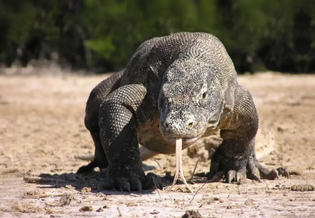 Komodo Nationalpark - Segel-Cruise