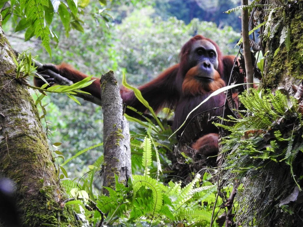 Kalimantan - Dschungel-Abenteuer & Schnorchel-Paradies