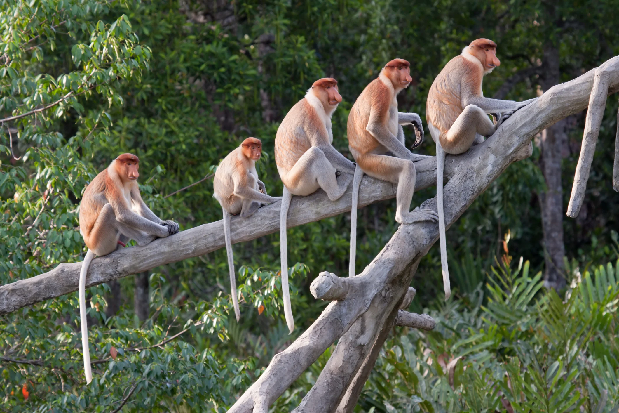 Malaysia - Kuala Lumpur - Kultur & Sabah - Flora & Fauna