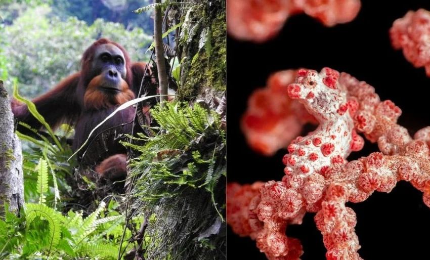 Sumatra & Sulawesi - Erlebnisreise - Orang-Utans & Korallendreieck