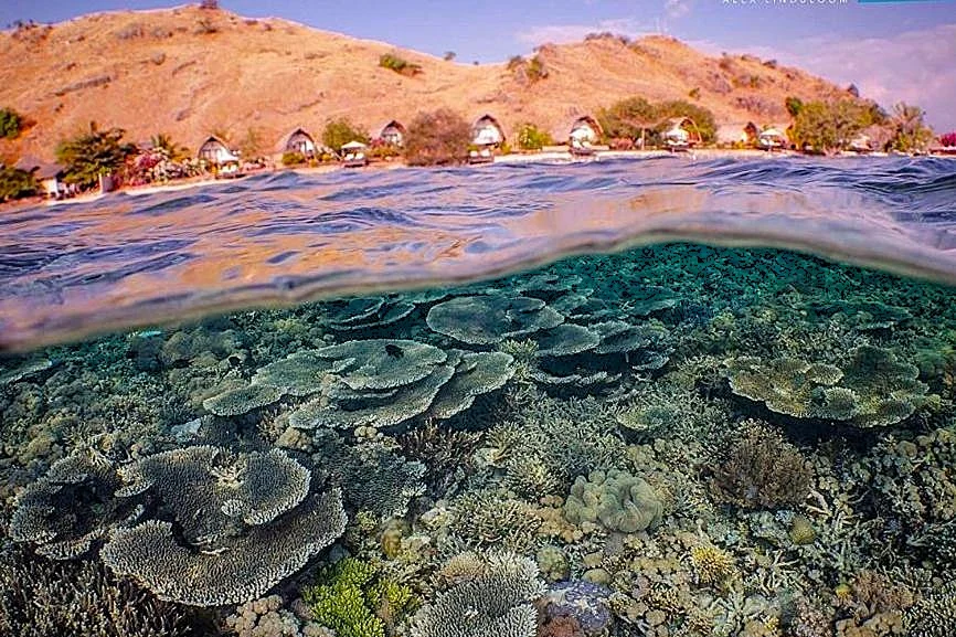 Flores - Komodo-Tour & Strandurlaub auf Sebayur Island