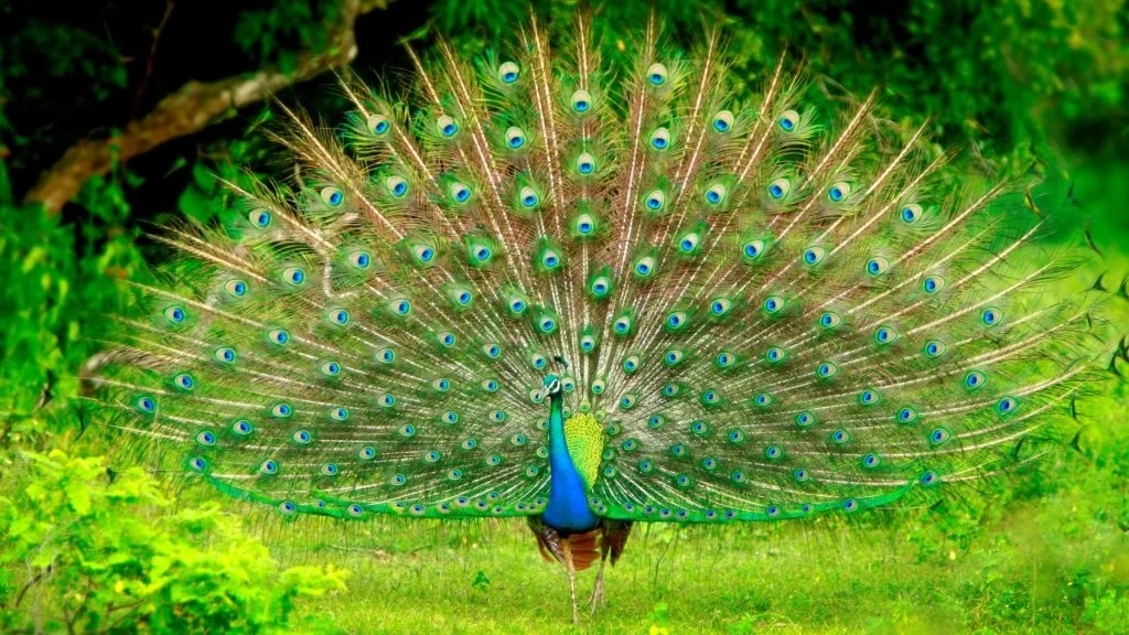 Sri Lanka - Familien-Erlebnis-Reise - Abenteuer & Strandurlaub