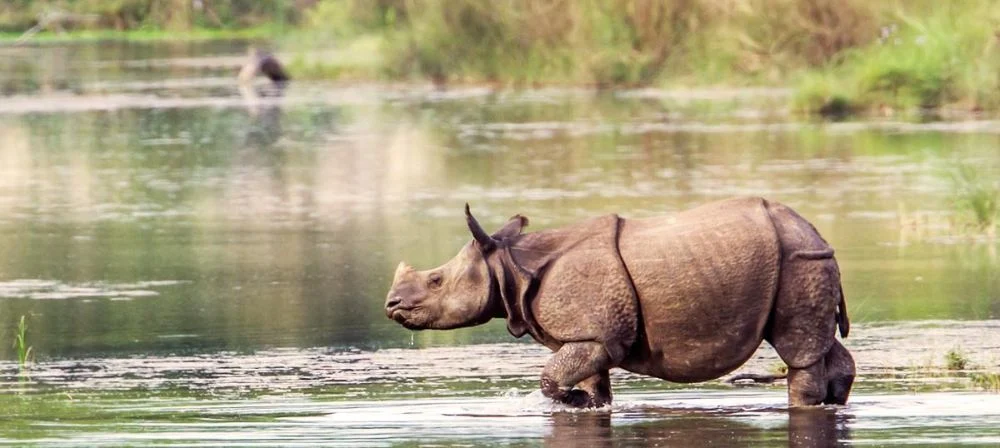 Way Kambas Nationalpark - Dschungel-Abenteuer & Artenschutz