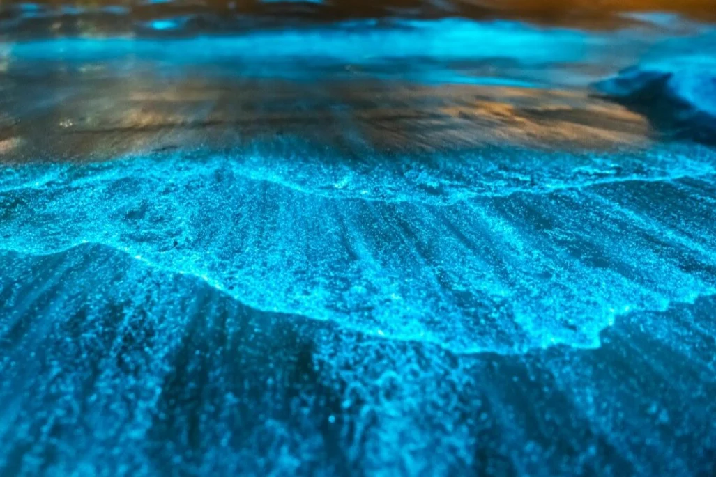 Hausboot-Safari - Aurora im Ozean - Mystische Tempel & Komodo-Drachen