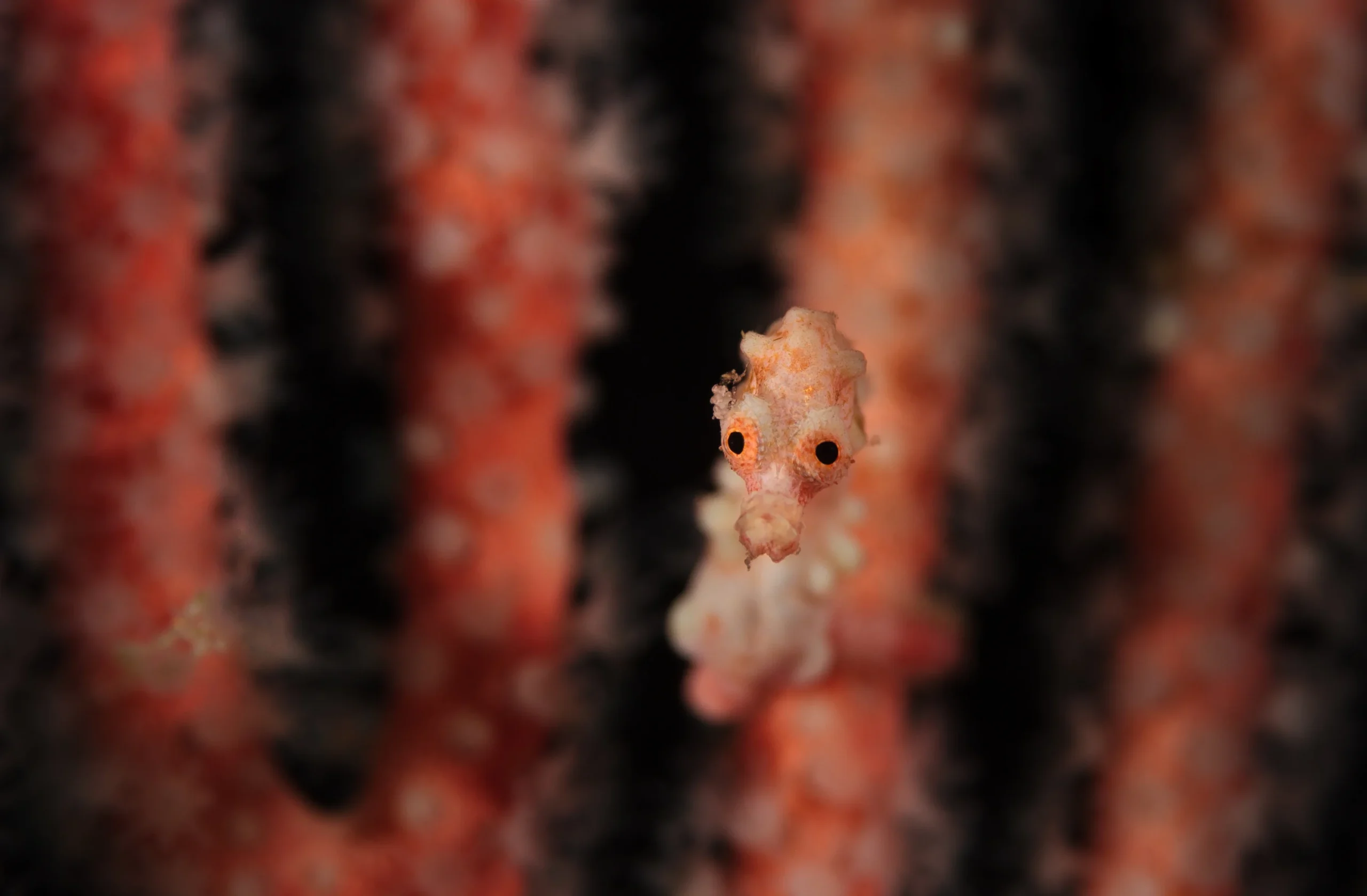 Abenteuer Kutai Nationalpark & Tropenparadies Maratua Atoll