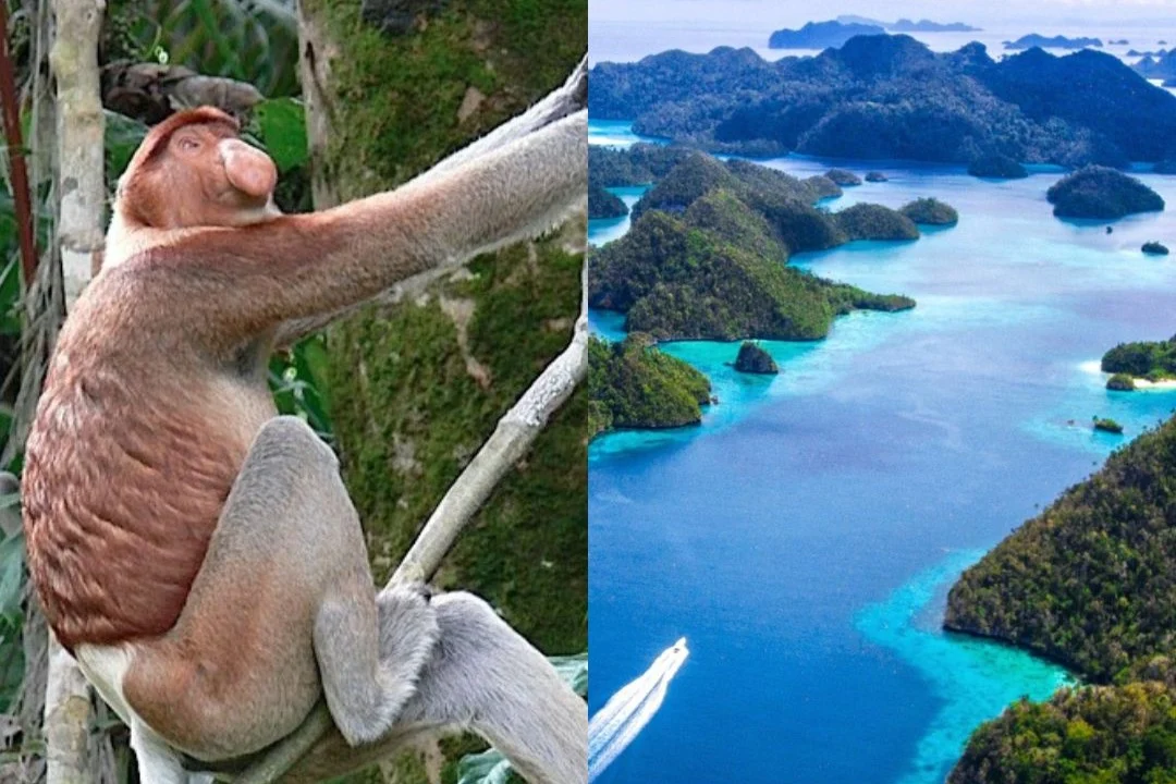 Borneo - Dschungelabenteuer & Tropenparadies Raja Ampat