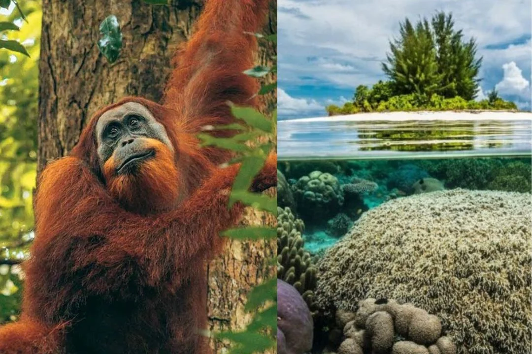 Borneo Hausboot-Safari & Tropen-Paradies Raja Ampat