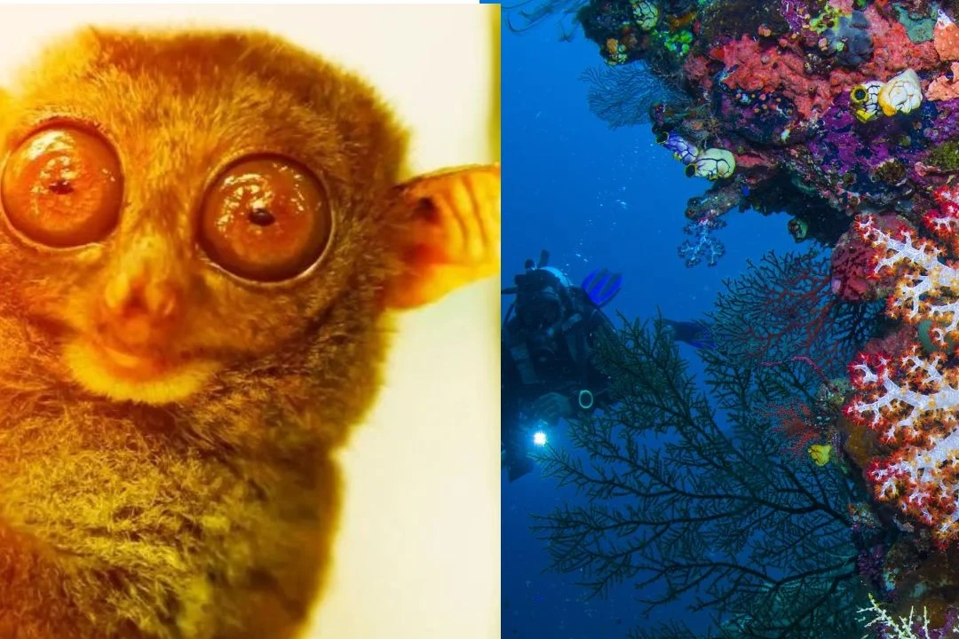 Borneo - Dschungelabenteuer & Tropenparadies Raja Ampat
