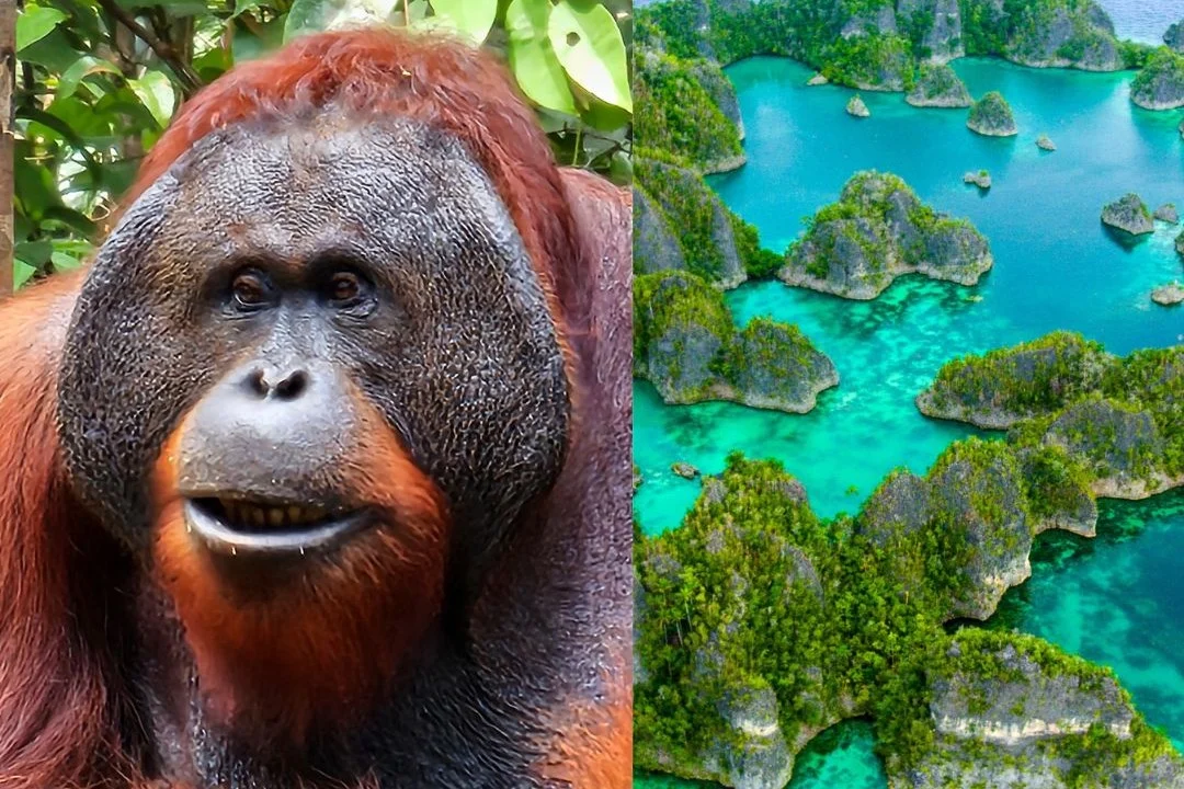 Borneo Hausboot-Safari & Tropen-Paradies Raja Ampat