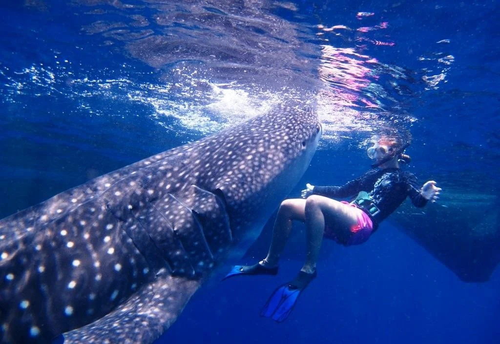 Cenderawasih Bay - Walhaie im größten Meeresnationalpark Indonesiens