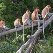 Malaysia - Kuala Lumpur - Kultur & Sabah - Flora & Fauna